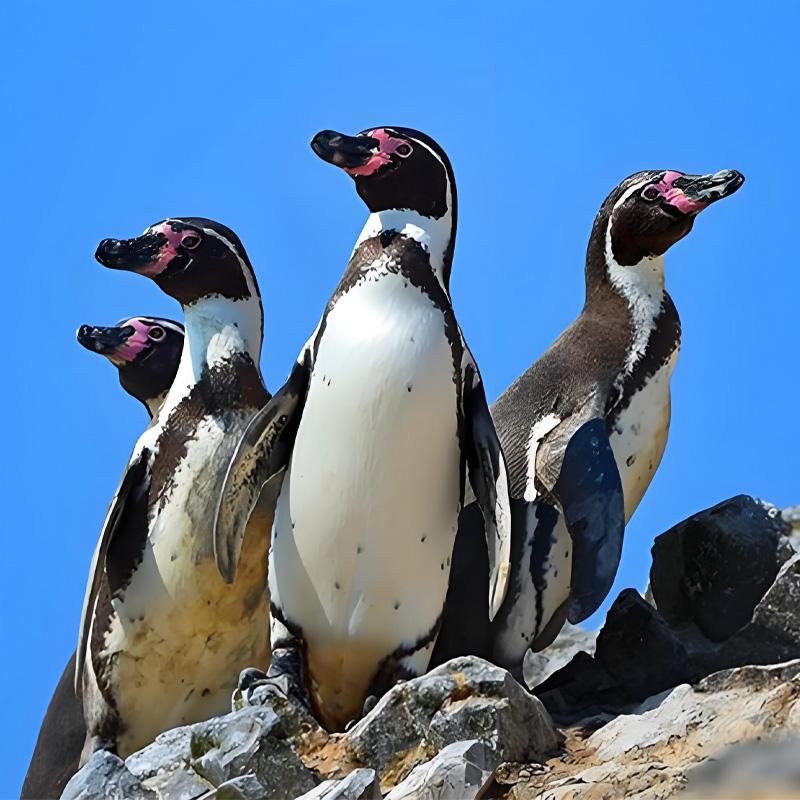 画板 1 拷贝 5-2.jpg 画板 1 拷贝 5-2.jpg